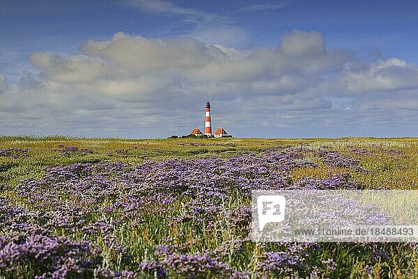 Sea-lavender in flower and lighthouse Westerheversand at Westerhever  Peninsula of Eiderstedt  Wadden Sea National Park  North Frisia  Germany  Europe