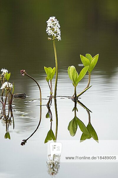 Sumpfbohne (Menyanthes trifoliata)  weiße Wasserblume  die im Frühjahr im Moorteich blüht