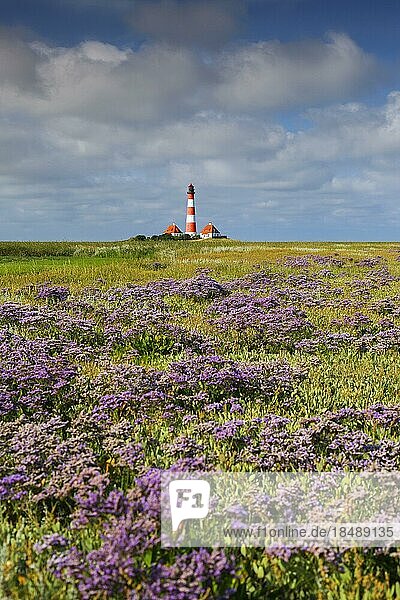 Sea-lavender in flower and lighthouse Westerheversand at Westerhever  Peninsula of Eiderstedt  Wadden Sea National Park  North Frisia  Germany  Europe