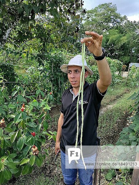 La Fortuna  Costa Rica  Ein Führer der Finca Educativa Don Juan (Don Juan Educational Farm) erklärt die Pflanzen  die auf dem Biobauernhof angebaut werden. Die auf der Farm angebauten Pflanzen werden für die Zubereitung von Mahlzeiten für die Besucher verwendet  Mittelamerika