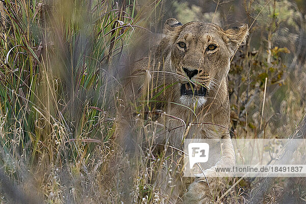 Löwin (Panthera leo) beim Spaziergang im hohen Gras  Savuti  Chobe-Nationalpark  Botsuana  Afrika