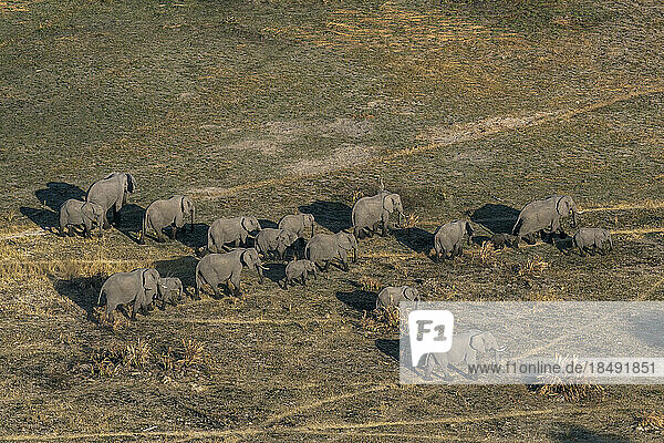 Luftaufnahme von afrikanischen Elefanten (Loxodonta africana)  die im Okavango-Delta spazieren gehen  UNESCO-Weltkulturerbe  Botswana  Afrika