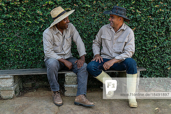 Tobacco plantation workers taking a break  Vinales  Cuba  West Indies  Caribbean  Central America
