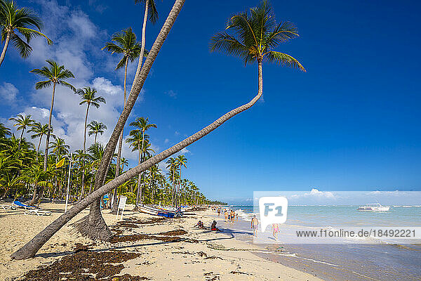 Blick auf Meer  Strand und Palmen an einem sonnigen Tag  Bavaro Beach  Punta Cana  Dominikanische Republik  Westindien  Karibik  Mittelamerika
