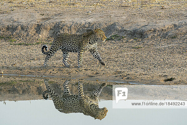 Leopard (Panthera pardus) an einem Wasserloch  Savuti  Chobe-Nationalpark  Botsuana  Afrika