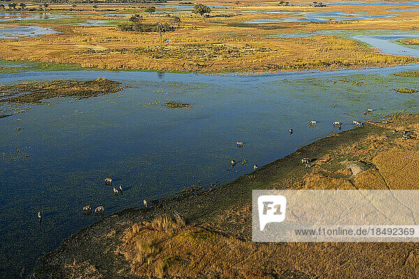 Luftaufnahme von grasenden Steppenzebras (Equus quagga) im Okavango-Delta  UNESCO-Welterbe  Botswana  Afrika