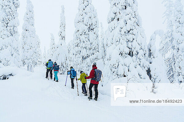 Familie bei einem Spaziergang in einem verschneiten Wald auf einem Winterwanderweg  Riisitunturi-Nationalpark  Posio  Lappland  Finnland  Europa