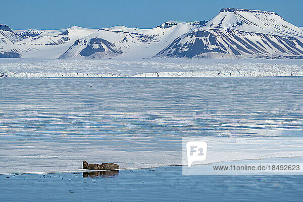 Walrosse (Odobenus rosmarus) ruhen auf dem Eis  Brepollen  Spitzbergen  Svalbard Inseln  Arktis  Norwegen  Europa