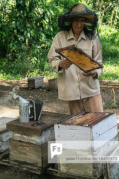 Honigerzeuger bei der Kontrolle seiner Produktion und seiner Bienenstöcke  Condado  in der Nähe von Trinidad  Kuba  Westindien  Karibik  Mittelamerika
