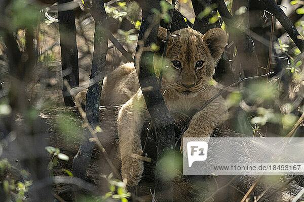 Ein Löwenjunges (Panthera leo) versteckt sich im Busch  Khwai-Konzession  Okavango-Delta  Botswana  Afrika