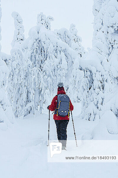 Rückansicht einer Frau mit Skistöcken bei einem Spaziergang in der verschneiten Winterlandschaft von Finnisch-Lappland  Finnland  Europa