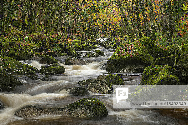 Der Fluss Plym rauscht über Felsbrocken im Dewerstone Wood  im Herbst  Dartmoor  Devon  England  Vereinigtes Königreich  Europa