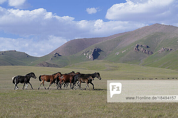 Pferde laufen in der Steppe in der Nähe des Song-Kol-Sees  Provinz Naryn  Kirgisistan  Zentralasien  Asien