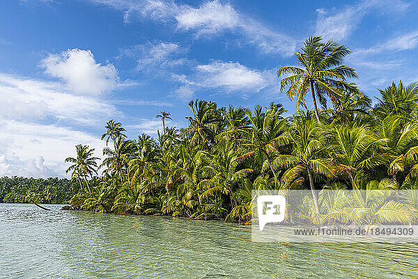 Palmenhain direkt an der Lagune  Cocos (Keeling) Inseln  Australisches Territorium im Indischen Ozean  Australien  Indischer Ozean