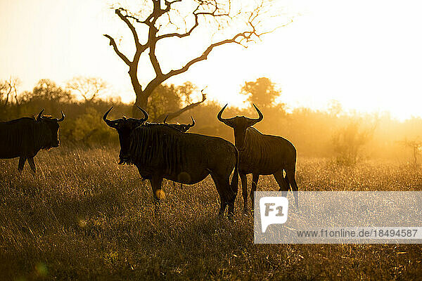 Wildebeest  Connochaetes  standing in golden light.