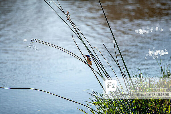 A Malachite Kingfisher  Corythornis cristatus  perched on a reed  next to a river.