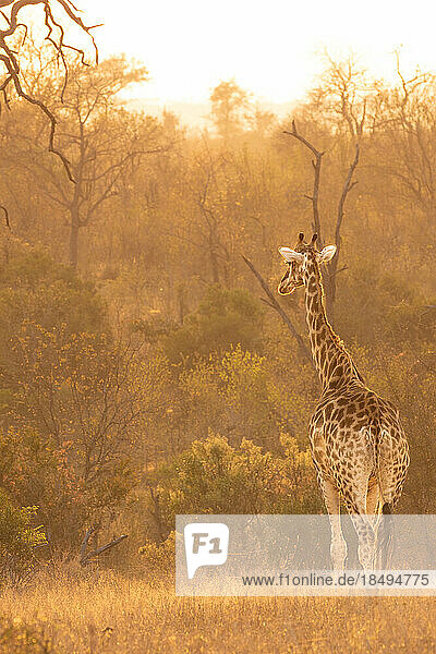 A giraffe  Giraffa camelopardalis giraffa  walking through the grass at sunrise  golden lit.