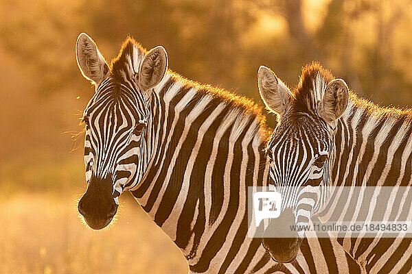 Two zebra  Equus quagga  standing in golden light.