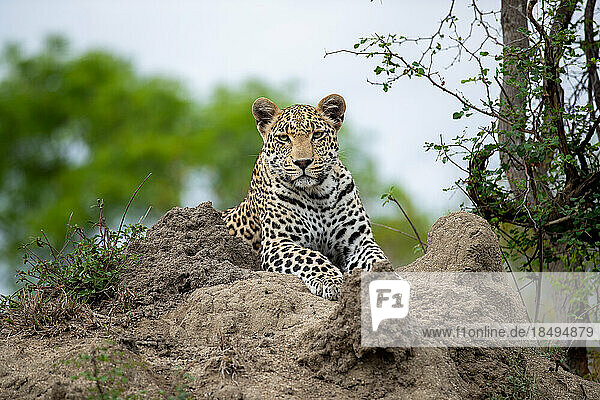 A leopard  Panthera pardus  lying down on a termite mound.