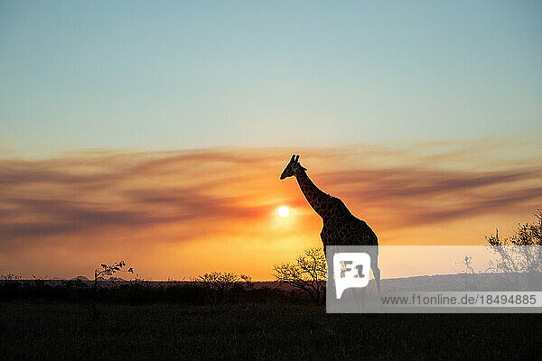 A silhouette of a giraffe  Giraffa  sunset background.