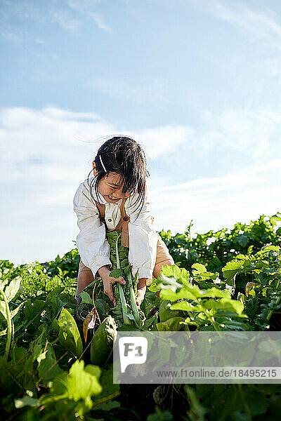 Japanese kid working at vegetable garden