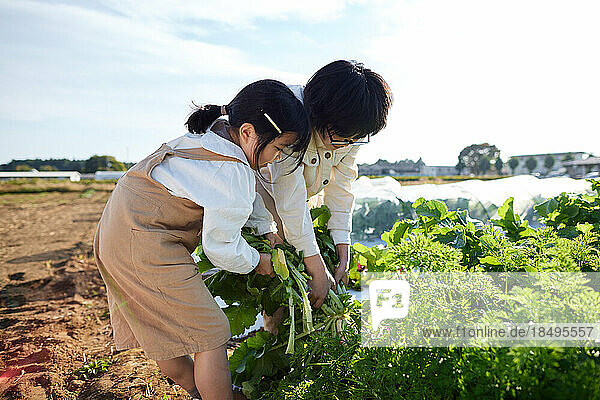 Japanese kids working at vegetable garden
