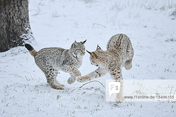 Europäischer Luchs (Lynx lynx) beim Spielen im Schnee  Wald  Bayern  Deutschland  Europa