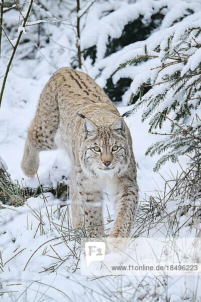 Europäischer Luchs (Lynx lynx) im Schnee  Wald  Bayern  Deutschland  Europa