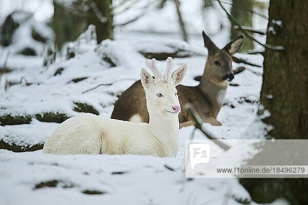Roe deer (Capreolus capreolus) in the forest in winter  snwo  albino  white  Bavaria  Germany  Europe