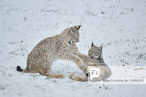 Europäischer Luchs (Lynx lynx) beim Spielen im Schnee  Wald  Bayern  Deutschland  Europa