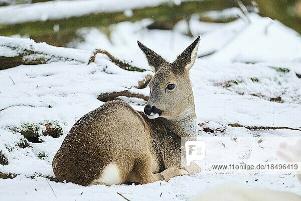 Roe deer (Capreolus capreolus) lying in a forest in winter  snow  Bavaria  Germany  Europe