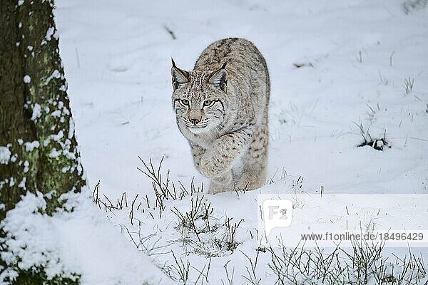 Europäischer Luchs (Lynx lynx) springt im Schnee  Wald  Bayern  Deutschland  Europa