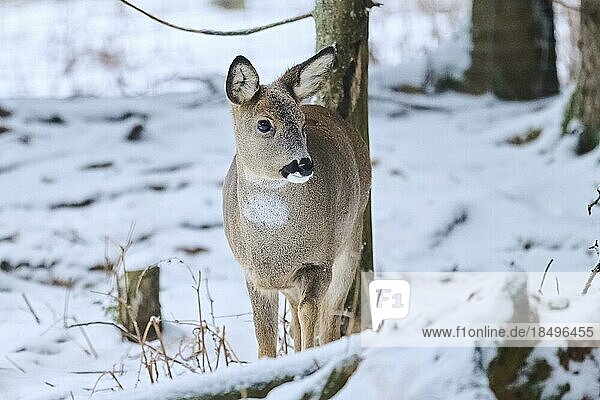 Roe deer (Capreolus capreolus) in a forest in winter  snow  Bavaria  Germany  Europe
