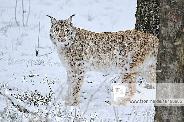 Europäischer Luchs (Lynx lynx) im Schnee stehend  Wald  Bayern  Deutschland  Europa