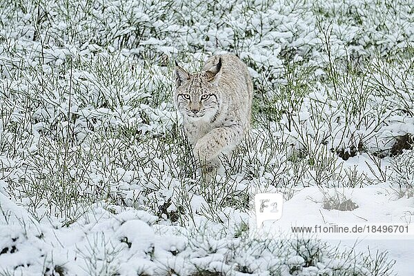 Europäischer Luchs (Lynx lynx) läuft im Schnee  Wald  Bayern  Deutschland  Europa