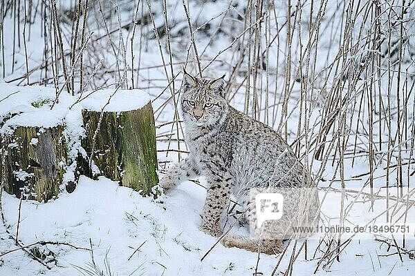 Europäischer Luchs (Lynx lynx) im Schnee sitzend  Wald  Bayern  Deutschland  Europa