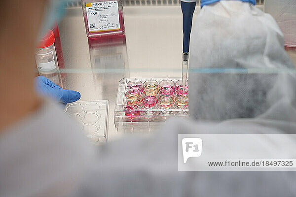 Research on chronic bacterial infections within Inserm. PhD student working on brucellosis bacteria.