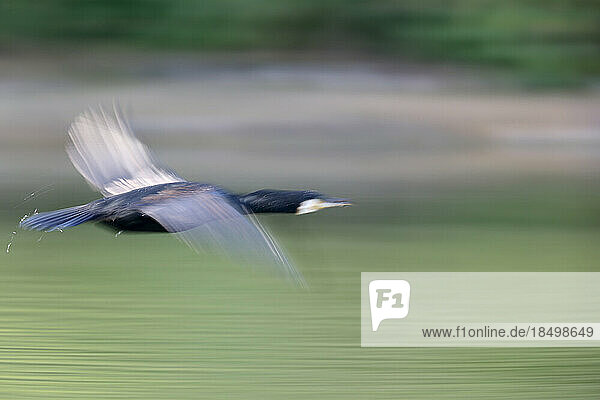 Great cormorant in a park in western Paris  Ile de France  France.