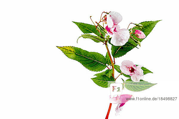 Branch of glandular impatiens (impatiens glandulfera) hard flowering plant cutout white background.