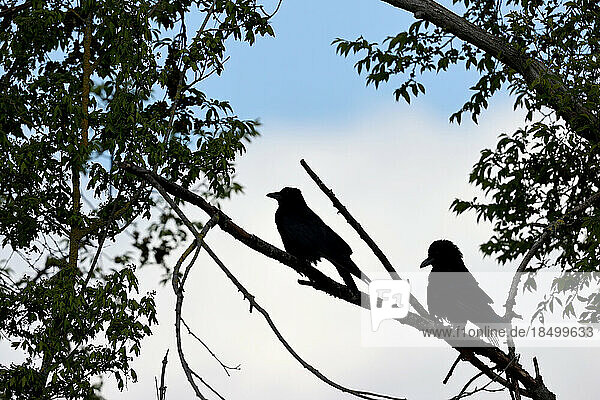 Black crows in a park in Paris  Ile de France  France.