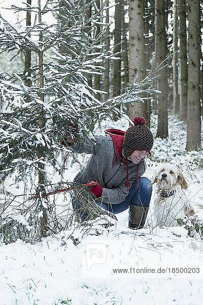 Woman cutting a Christmas tree in snowy forest in winter  Bavaria  Germany