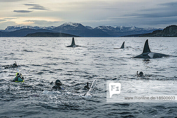 Snorkeling with Massive Killer Whales
