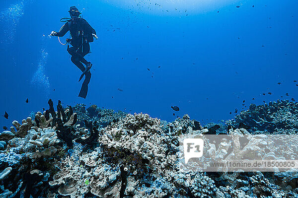 diver exploring a coral reef at Banda Sea