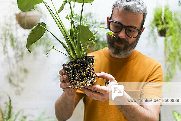 Man repotting green plant (Monstera Deliciosa)   looking the roots.