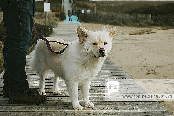 Cute dog standing on boardwalk  fur and ears being blown in the wind