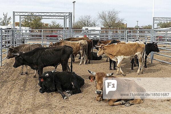 A pen holds bulls and cattle for Arizona black rodeo events