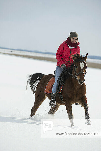 Young woman riding a horse in winter  Bavaria  Germany