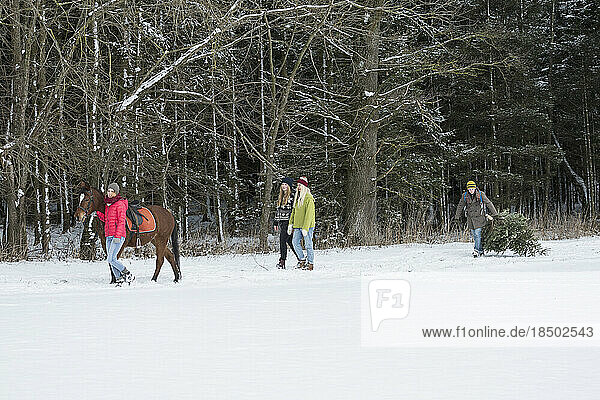 Four friends with horse and Christmas tree walking in snow landscape in forest  Bavaria  Germany