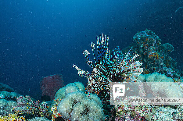 a lionfish in the clear water of the Andaman Sea / Thailand