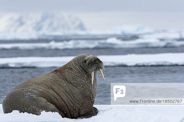 a walrus stands on a piece of pack ice  mountains in the background